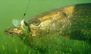 Trophy Pike - Weedbeds - French River