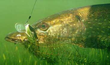 Trophy Pike - Weedbeds - French River