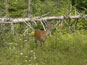 White Tailed Deer - Wild